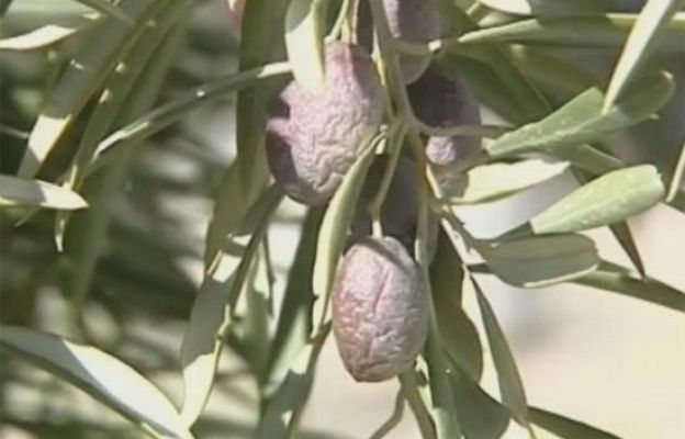  - Una cosecha récord en el olivar