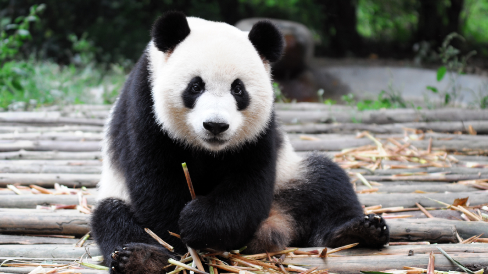 España Directo - El oso panda, un emblema en conservación de la biodiversidad