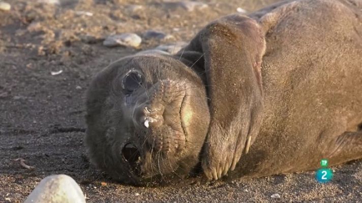 Som Documentals - Mamífers marins: Campions de les profunditats