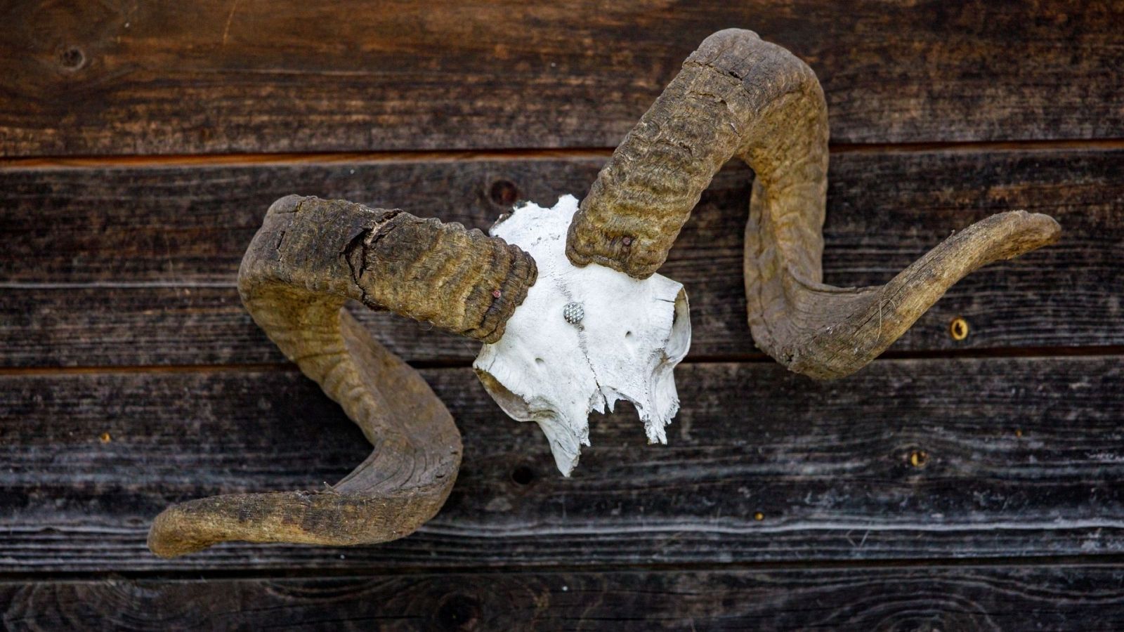 Incautados 49 animales protegidos disecados y 132 piezas de marfil en una finca de La Moraleja - Ver ahora