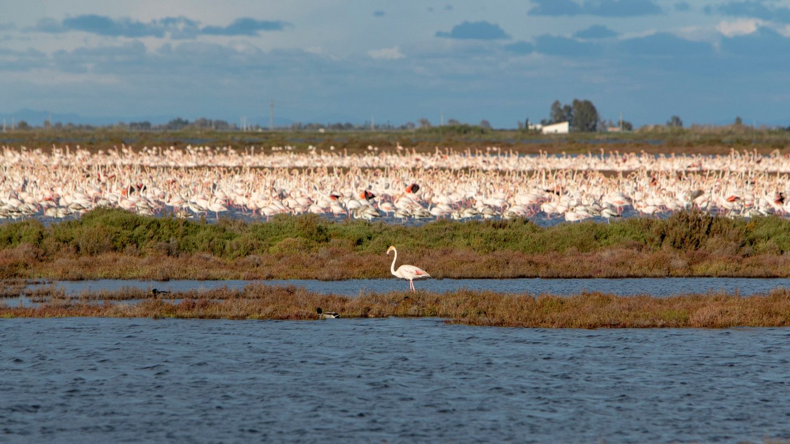 Aumentan los paisajes sin el canto de las aves