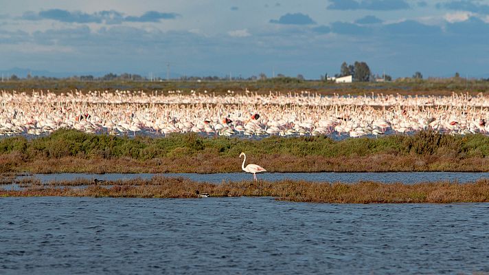 Telediario Fin de Semana - Aumentan los paisajes sin el canto de las aves