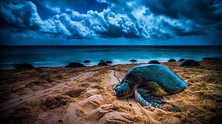 La mágica Tierra de Oz - Océano