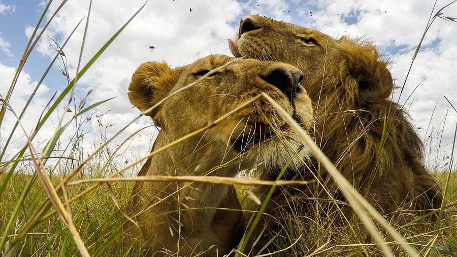 El rey de la sabana - Reyes León - ver ahora