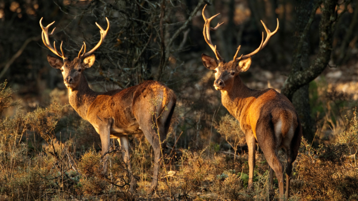 Aquí la Tierra - La berrea de los ciervos, afectada por el cambio climático
