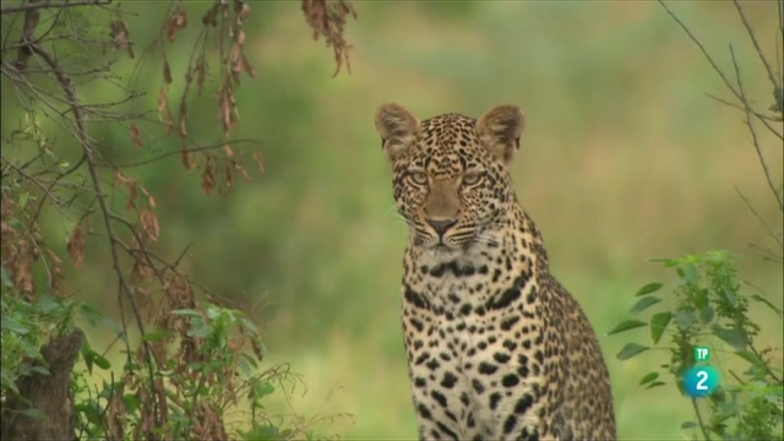 Grans Documentals - El club de la lluita dels lleopards - Veure ara