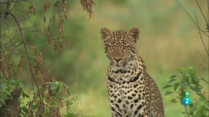 Som Documentals - El club de la lluita dels lleopards