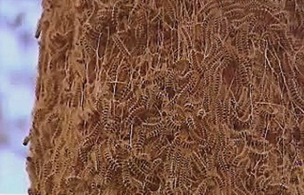 España Directo - Cercados por las orugas