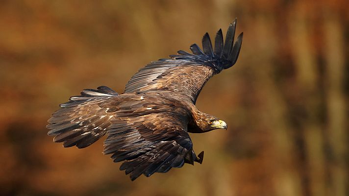 Somos Documentales - Súper águilas