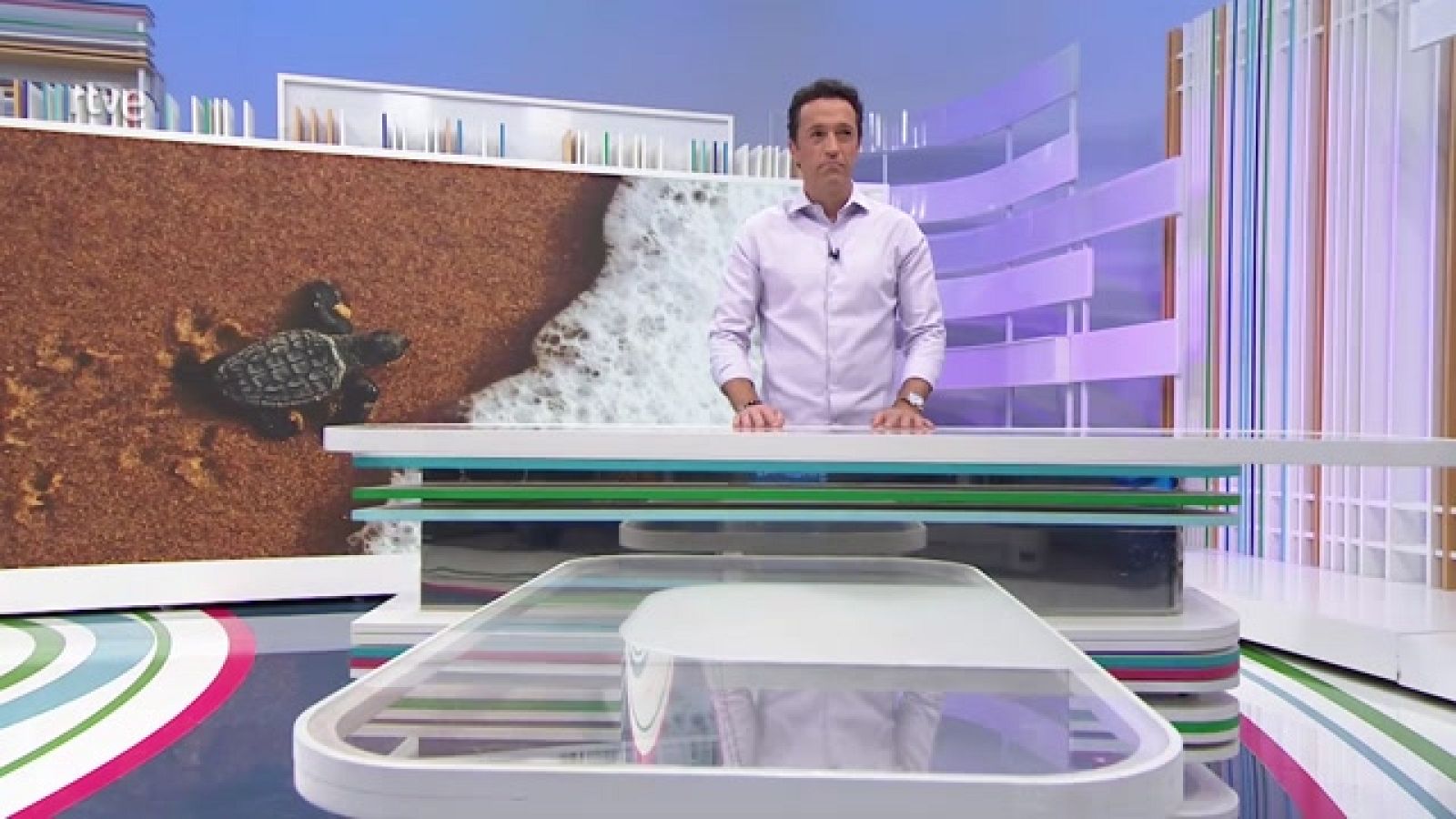 Te enseñamos el nacimiento de las tortugas marinas