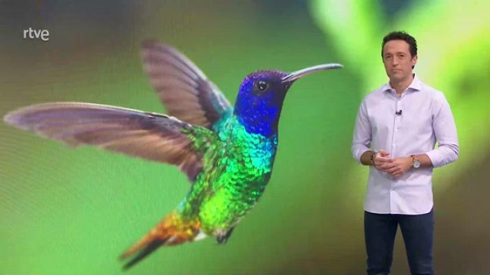 Aquí la Tierra - ¿Cuál es el lugar donde viven más colibrís?