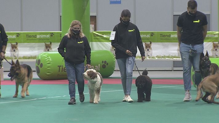 Noticias Murcia - El perro es el protagonista en Murcia