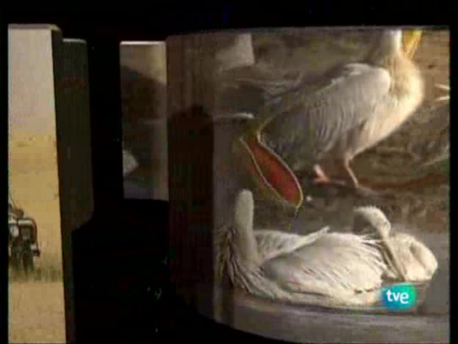 La ruta de los exploradores - El continente misterioso - La ruta de los exploradores | Ver