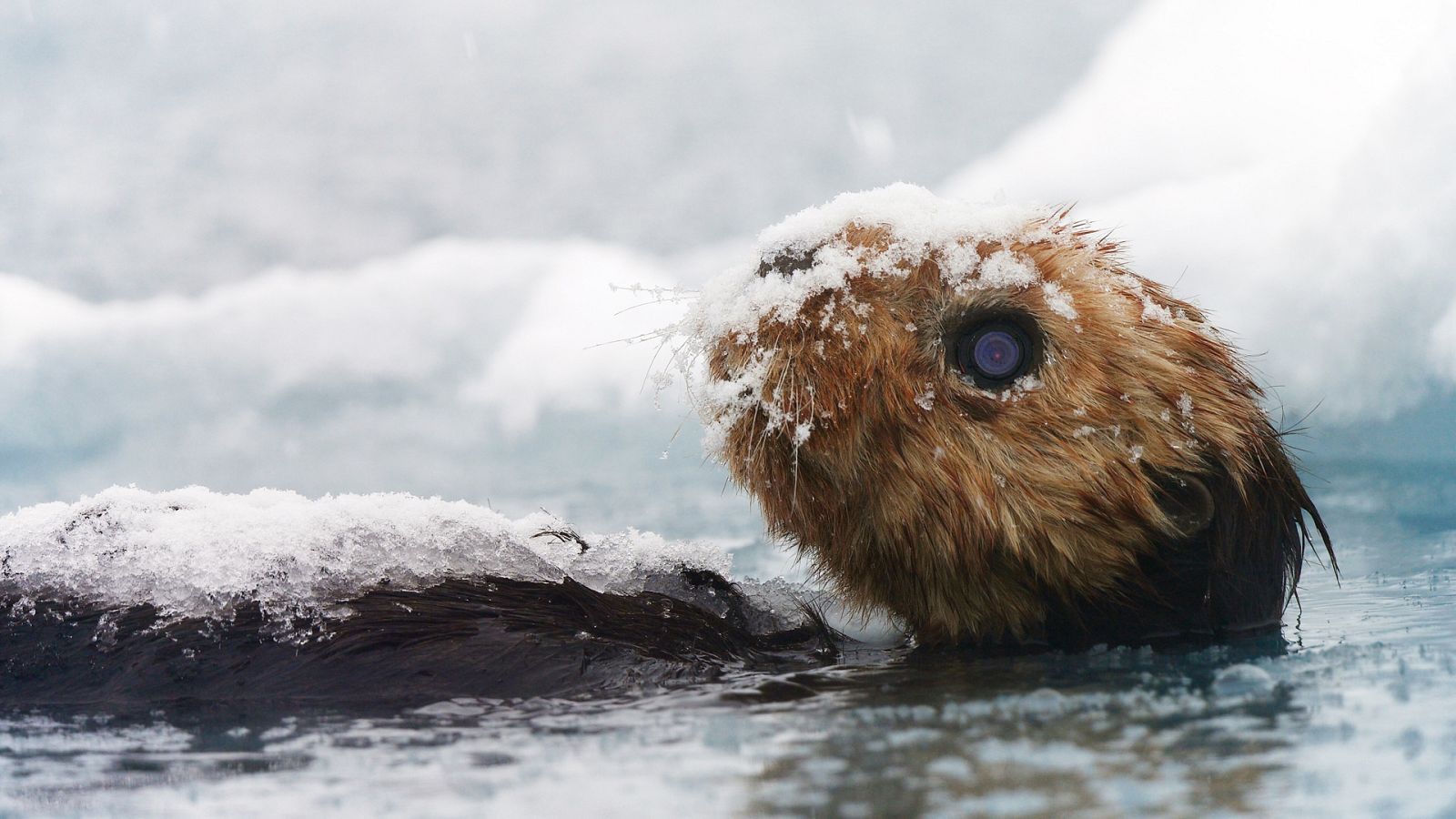 Somos documentales - Espía en la nieve - ver ahora