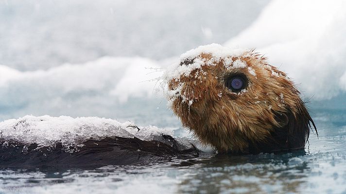 Somos Documentales - Espía en la nieve
