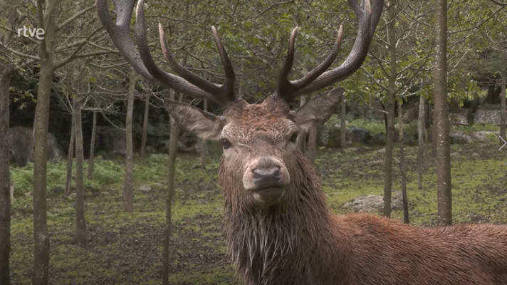 Aquí la Tierra - Descubrimos la familia de los cérvidos