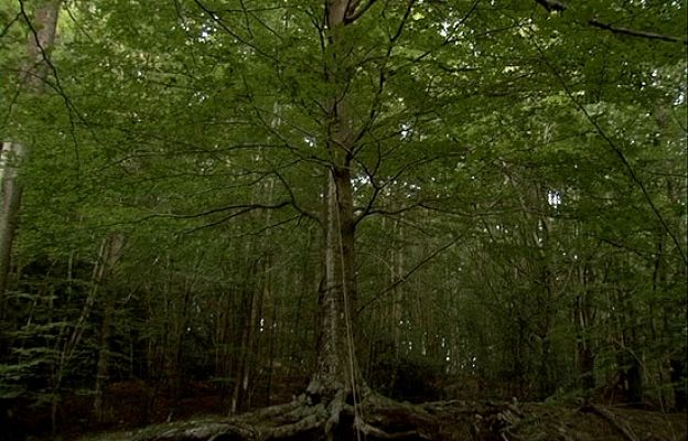 Metrópolis - Cabecera de Metrópolis