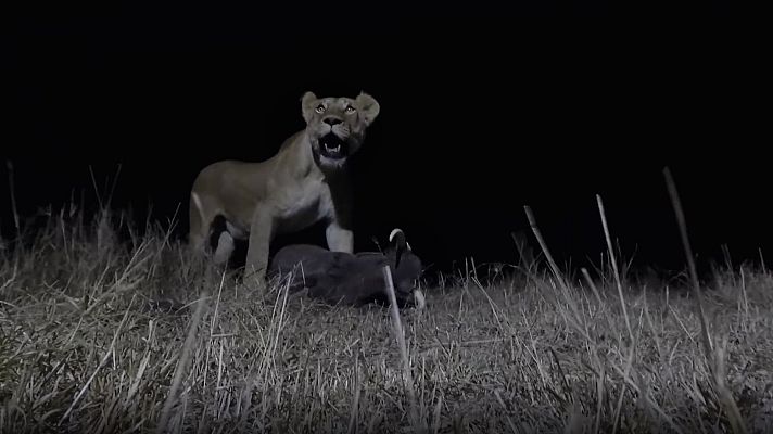 El rey de la sabana - Aceptado por la manada