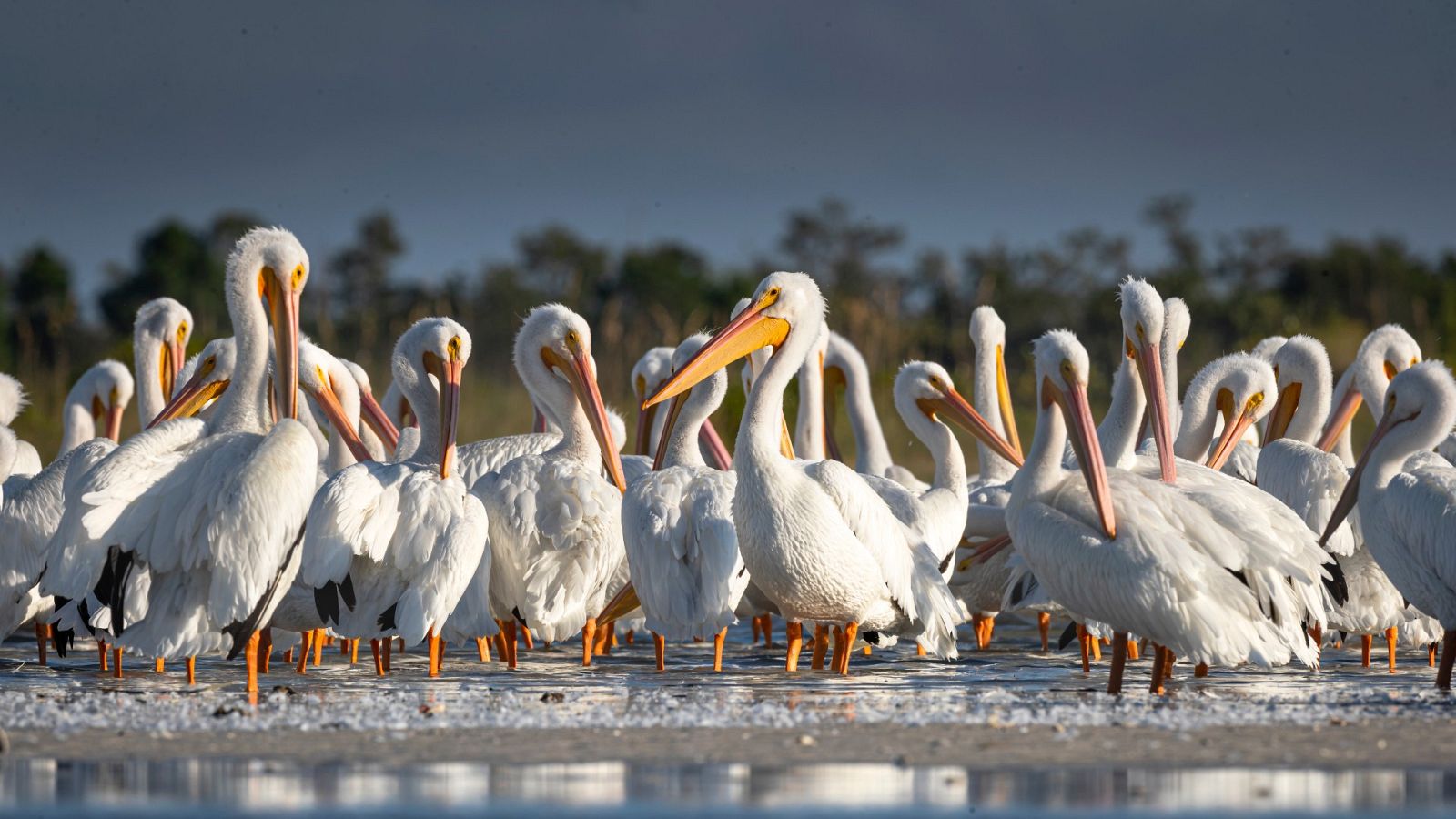 45.000 pelícanos recalan en Israel en su ruta migratoria | Ver
