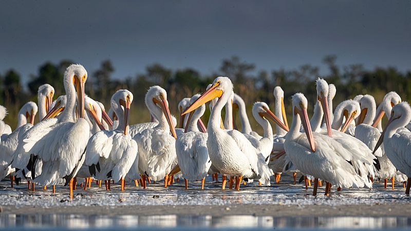 45.000 pelícanos recalan en Israel en su ruta migratoria | Ver