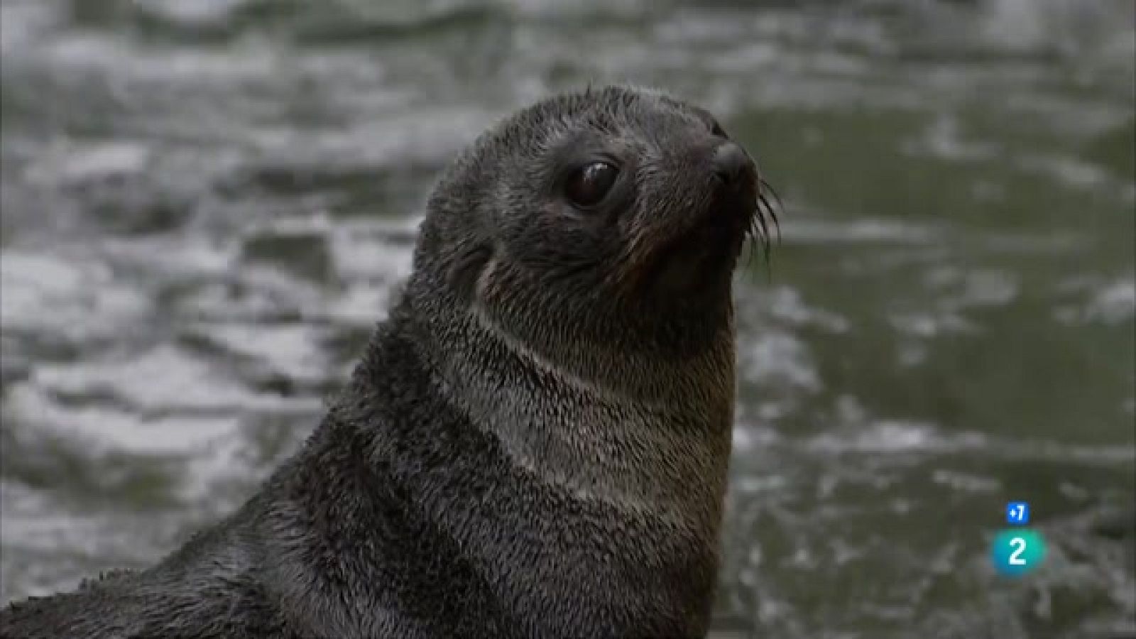 Grans Documentals -  Llops marins: la lluita per la supervivència -  Veure ara
