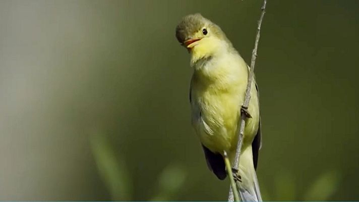 En Línia - La desaparició del cant dels ocells
