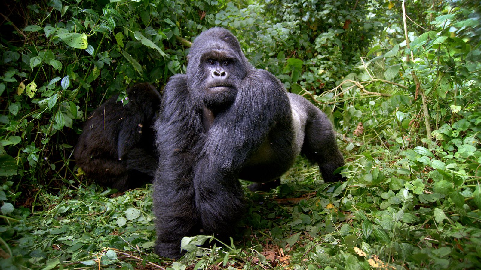 Primates - Episodio 1: Secretos de supervivencia - ver ahora