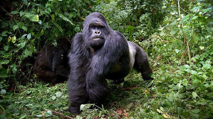 Primates - Secretos de supervivencia