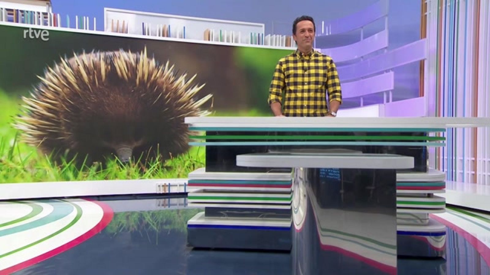 Te contamos algunas curiosidades sobre el equidna