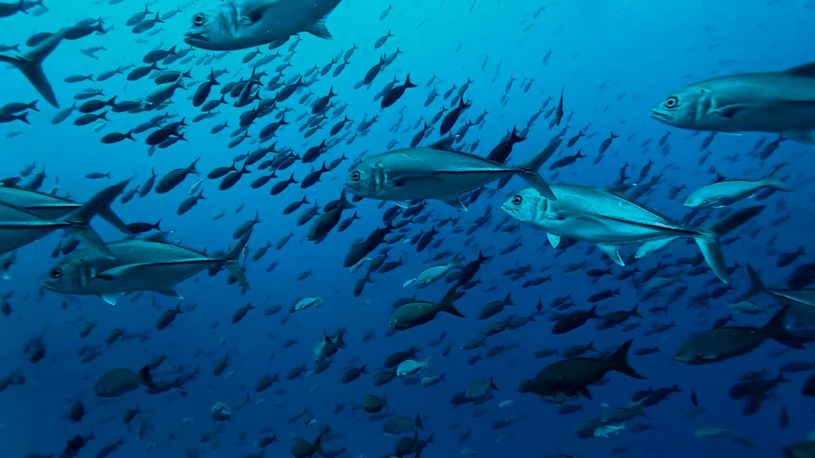 El escarabajo verde - Columbretes, espacio protegido