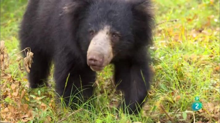Som Documentals - Sense temps per a la mandra: Els óssos morruts de Sri Lanka