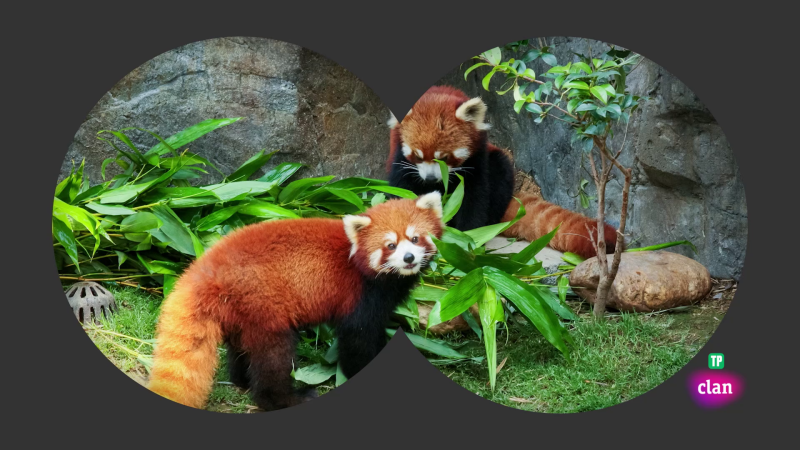 CIENCIAS NATURALES - Animales end�micos de China - Aprendemos en Clan | Ver