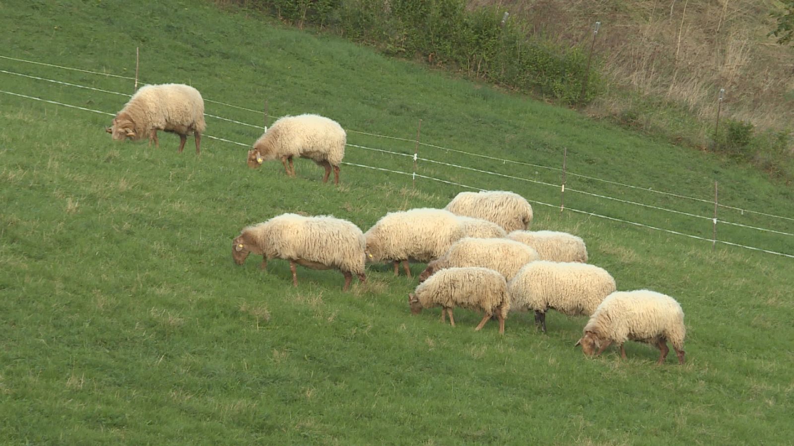 Repor - El campo cosido a leyes - ver ahora