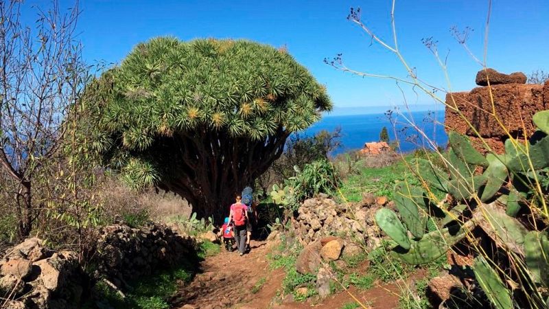 Desplazados por el ruido del volcán en La Palma | Ver