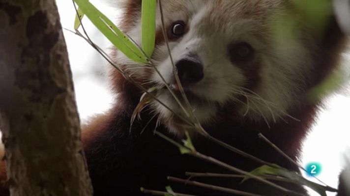 Som Documentals - El Panda Vermell, l'animal més bonic del món