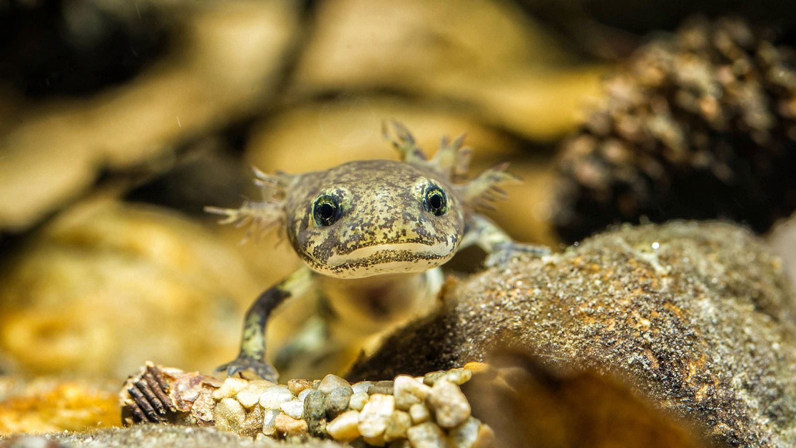 Somos documentales - Uno entre mil - ver ahora