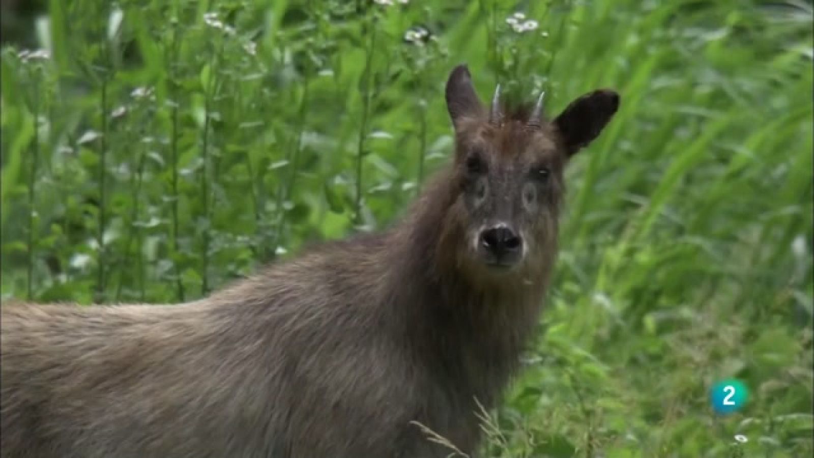 Grans Documentals - Sobrevivint a pendents mortals: Els seraus del Japó - Veure ara