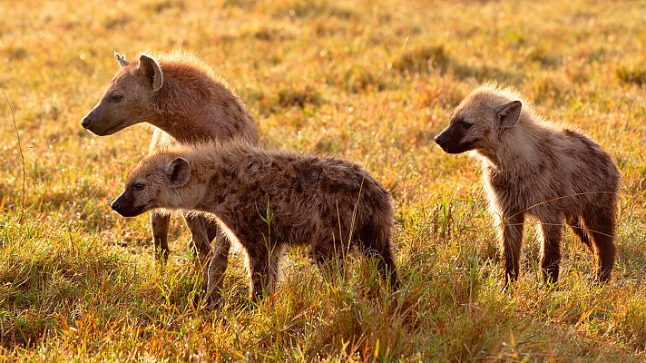 Cachorros: su primer año de vida - Episodio 3