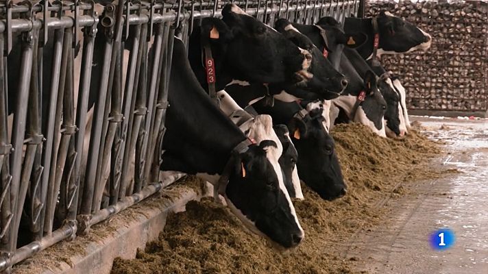 Aquí la Tierra - ¿Cómo se prepara una vaca para ir a concurso?