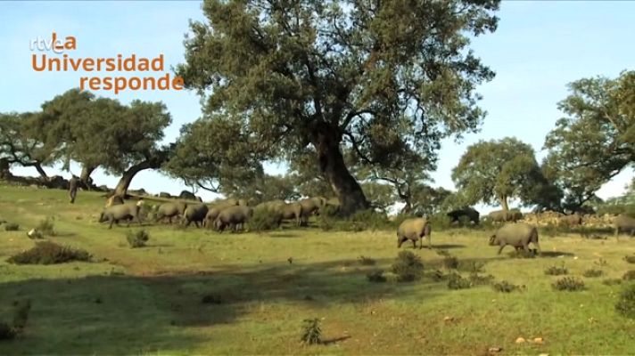 La aventura del Saber - ¿El jamón ibérico un producto de calidad diferenciada?