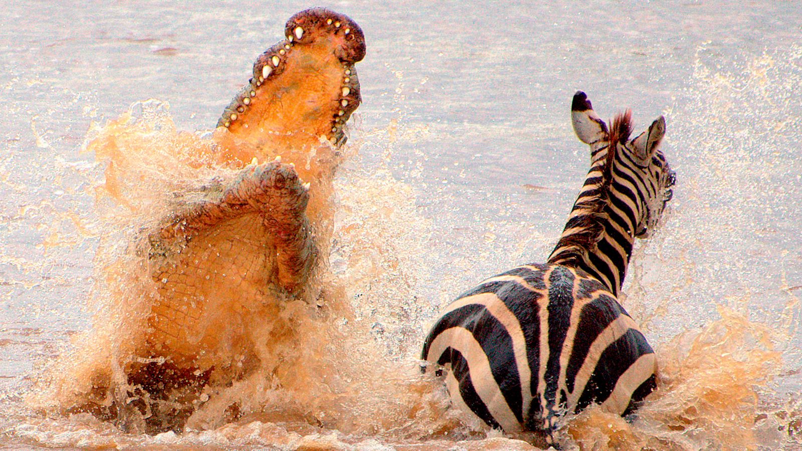 El rey de la sabana - El gran viaje - ver ahora