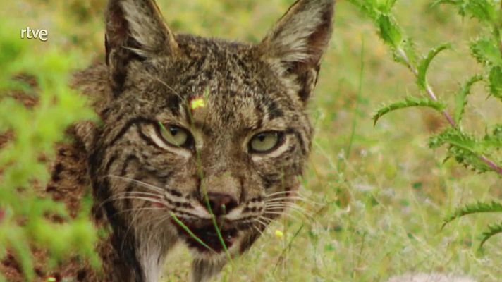 Jara y sedal - Recuerdos de otoño