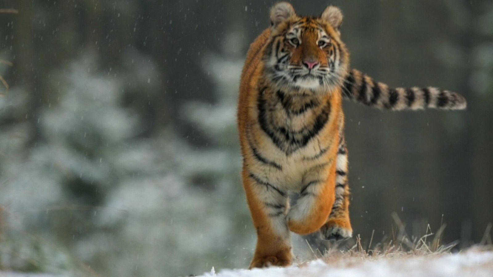 ¡Qué animal! - Felinos - ver ahora