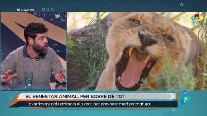 En Línia - Moment de canvi al zoo de Barcelona