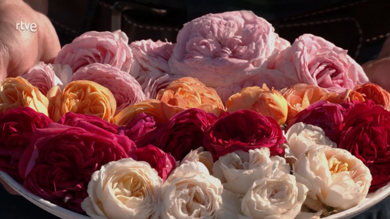 Aquí la Tierra - Descubrimos un jardín con más de 200 variedades de rosas