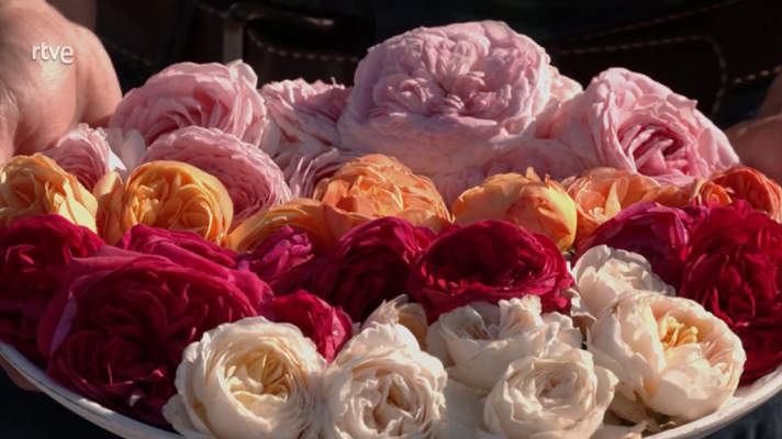 Aquí la Tierra - Descubrimos un jardín con más de 200 variedades de rosas