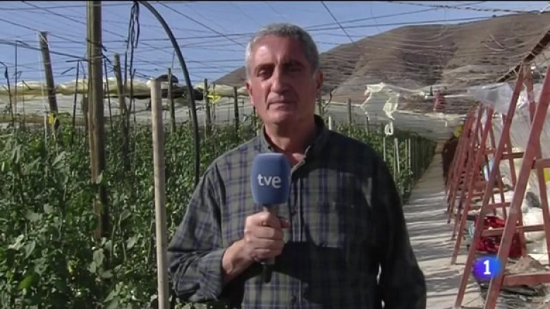 Los fuertes vientos dañan cultivos e invernaderos en Granada - Noticias Andalucía | Ver