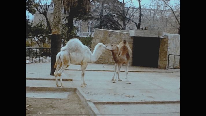  - Imatges del Zoo de Barcelona de 1973