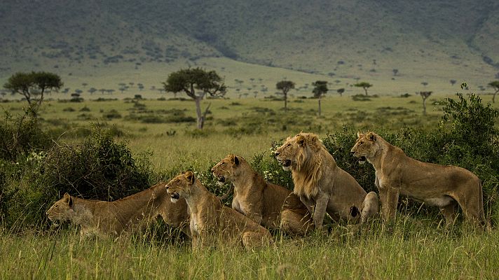El linaje de los depredadores - El legado de un león