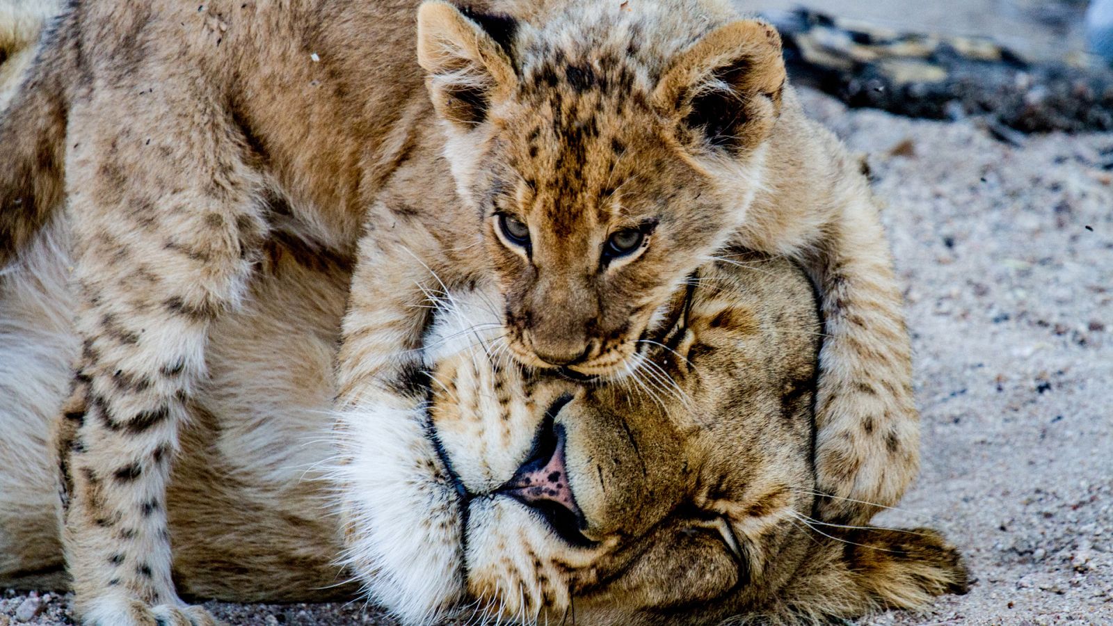 El linaje de los depredadores - Episodio3: La Hermandad - ver ahora